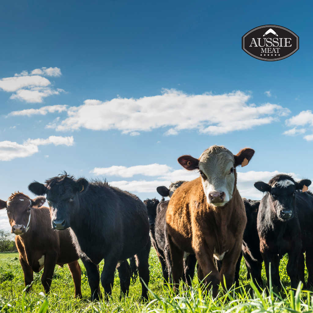 了解您的切肉 - 奶牛之間有什麼區別？ - Aussie Meat, Meat delivery, online butcher, BBQ Grills, Wine