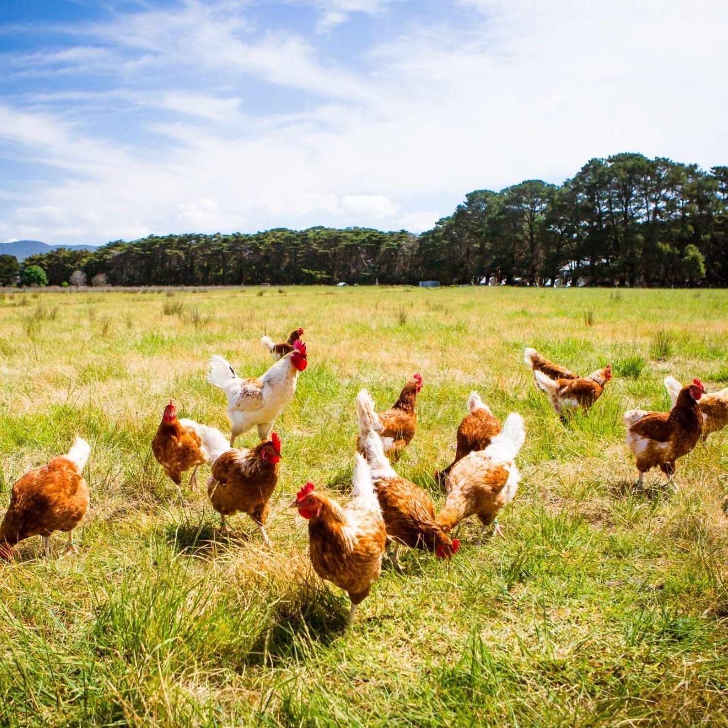 Halal Chicken | Meat Delivery | Seafood Delivery | Butcher | South Stream Farmers Market