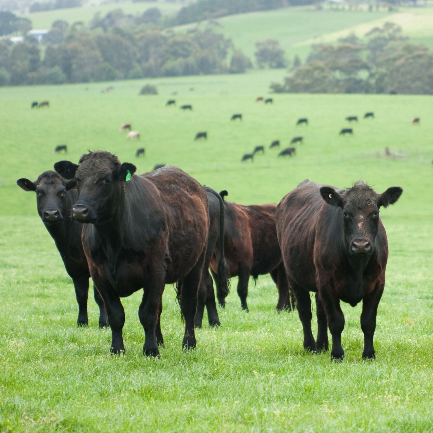 Meat Delivery | Seafood Delivery | Butcher | South Stream Farmers Market