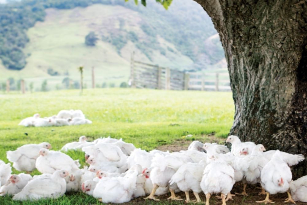Australian Free Range And Hormone Free Chicken