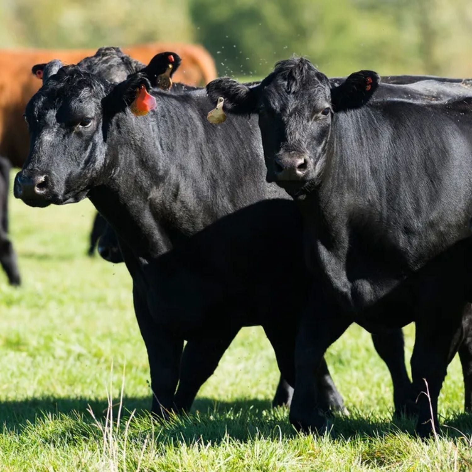 Aussie Meat | Primal Cut | Meat Delivery | Seafood Delivery | Butcher | South Stream | Primal Cut Meat | Beef Delivery | Black Angus Beef | Australian Beef