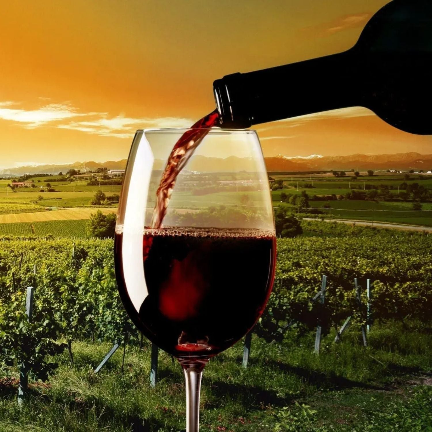 Aussie Meat Wine Bundles | Meat Delivery | Seafood Delivery | Wine Delivery | BBQ Grill Delivery | Best Online Grocery Store