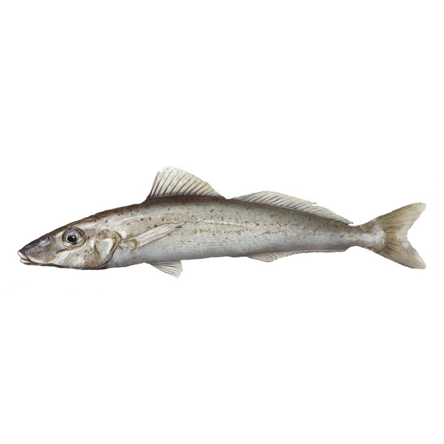 Ocean Catch Australian King George Whiting Fillets | Aussie Meat Meat Delivery Online Butcher BBQ Grills Wine - Australian King George Whiting Fillets Boneless Skin On (280g)