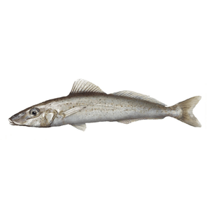 Ocean Catch Australian King George Whiting Fillets | Aussie Meat Meat Delivery Online Butcher BBQ Grills Wine - Australian King George Whiting Fillets Boneless Skin On (280g)