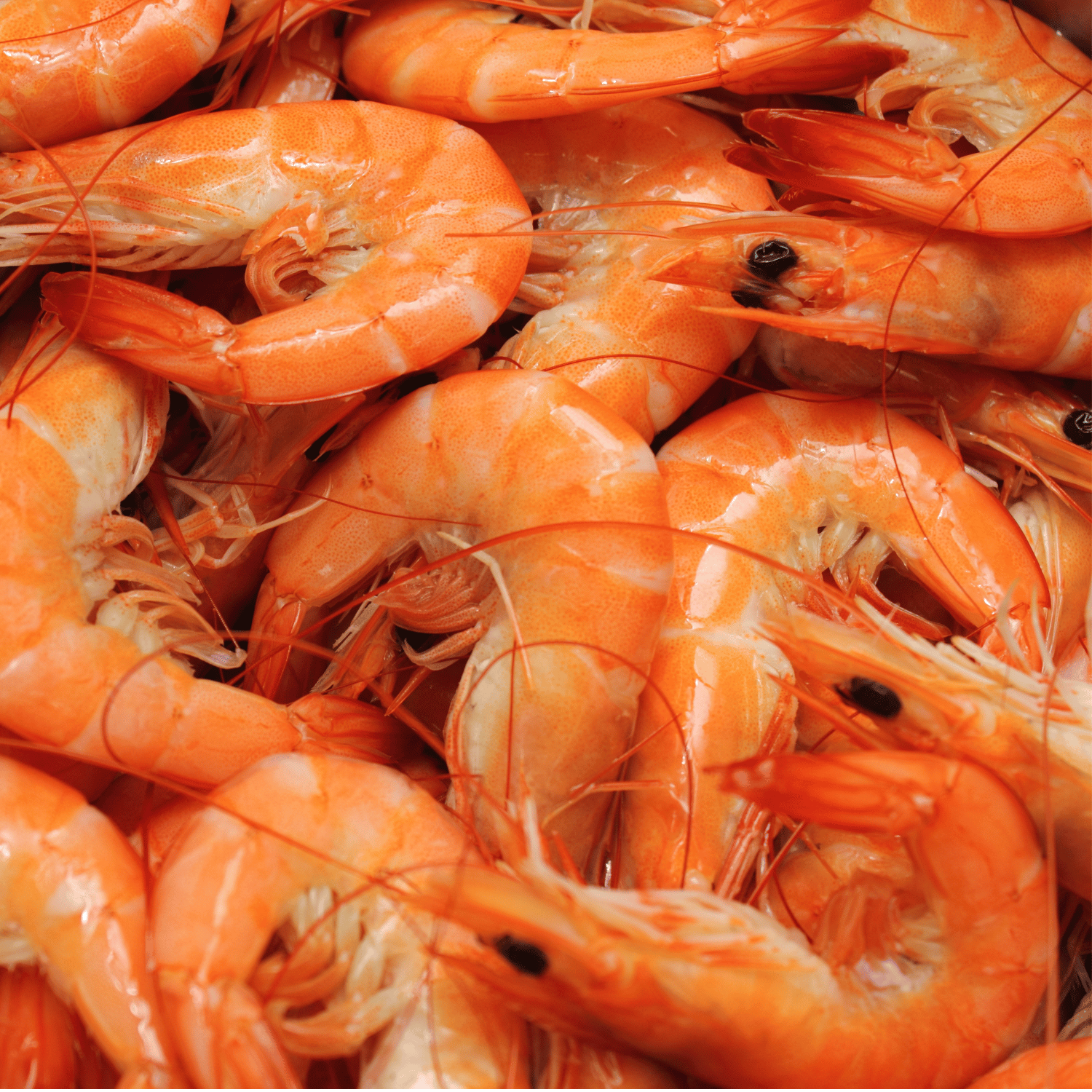Ocean Catch Cooked White Prawns Head-on | Aussie Meat Meat Delivery Online Butcher BBQ Grills Wine - Cooked White Prawns Head-on (1kg)