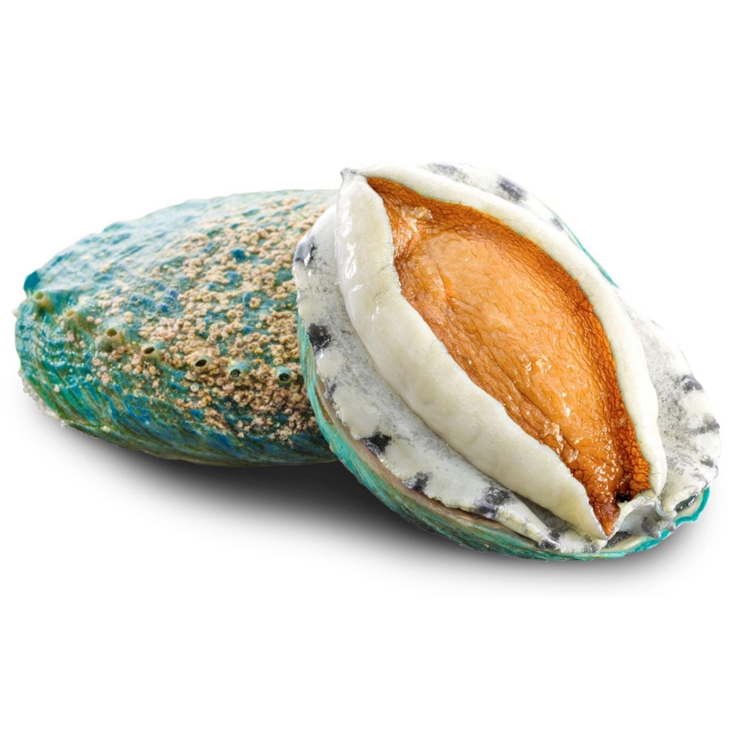 Australian Green Abalone In Shell (1kg, approx 11 pcs)