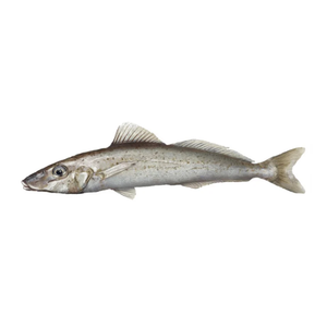 Australian King George Whiting Fillets Boneless Skin On (280g)
