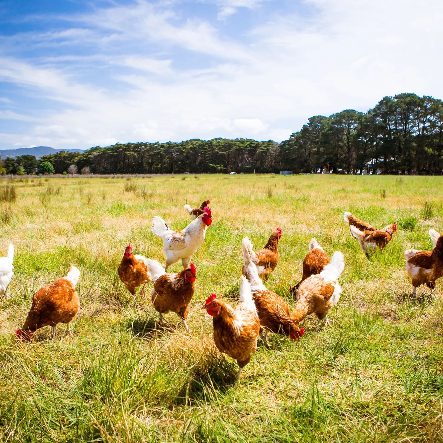 Hens walking in a grassy field with trees and blue sky in the background - EU Hormone Free Chicken Mid-Wings (908g)