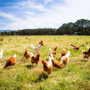 Hens walking in a grassy field with trees and blue sky in the background - EU Hormone Free Chicken Mid-Wings (908g)
