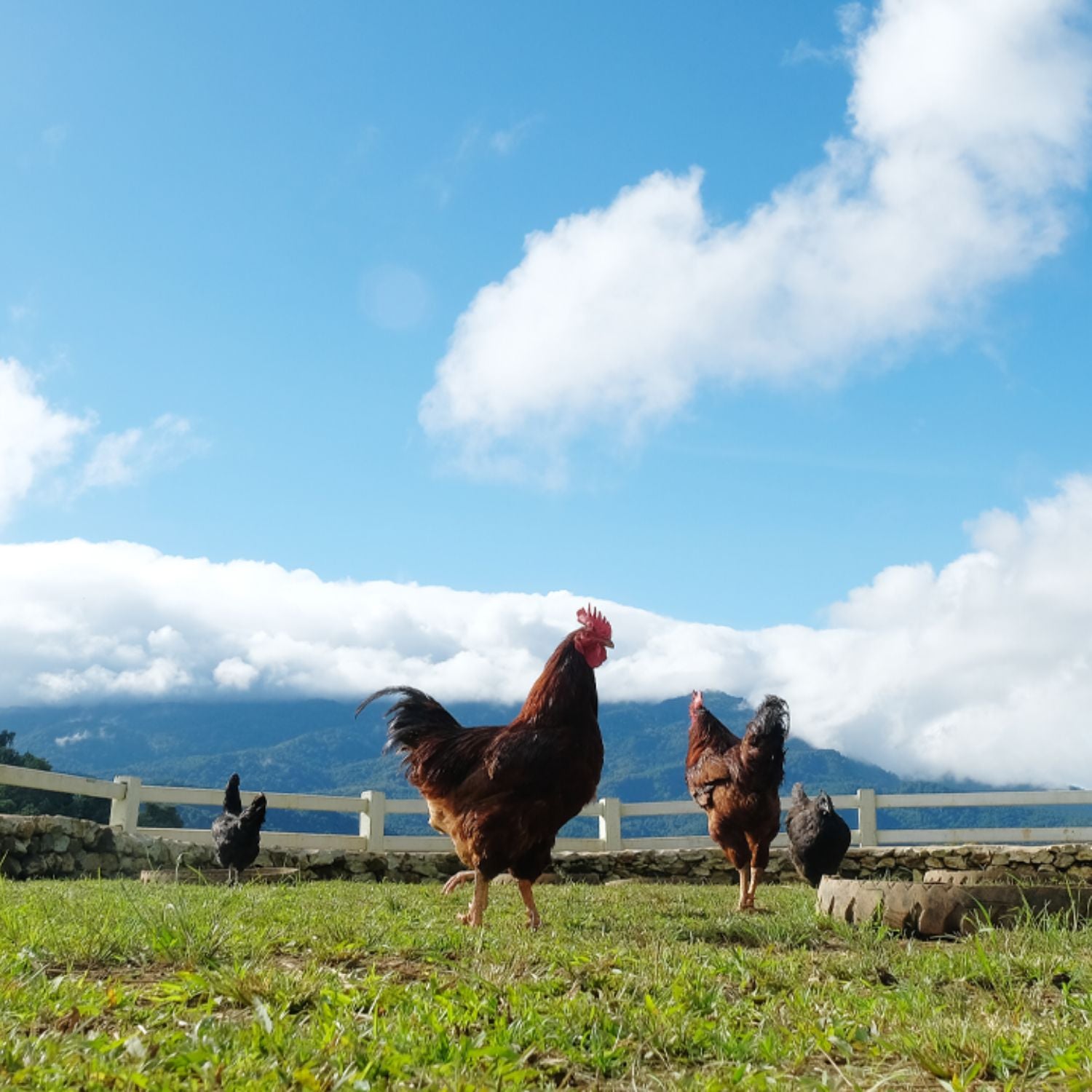 Hens walking on grass with a mountainous background and blue sky - EU Hormone Free Chicken Mid-Wings (908g)