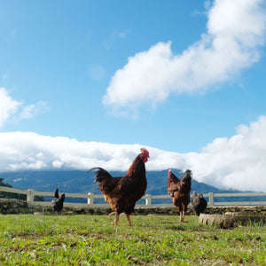 Hens walking on grass with a mountainous background and blue sky - EU Hormone Free Chicken Mid-Wings (908g)