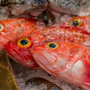 New Zealand Orange Roughy Fillet Boneless and Skinless
