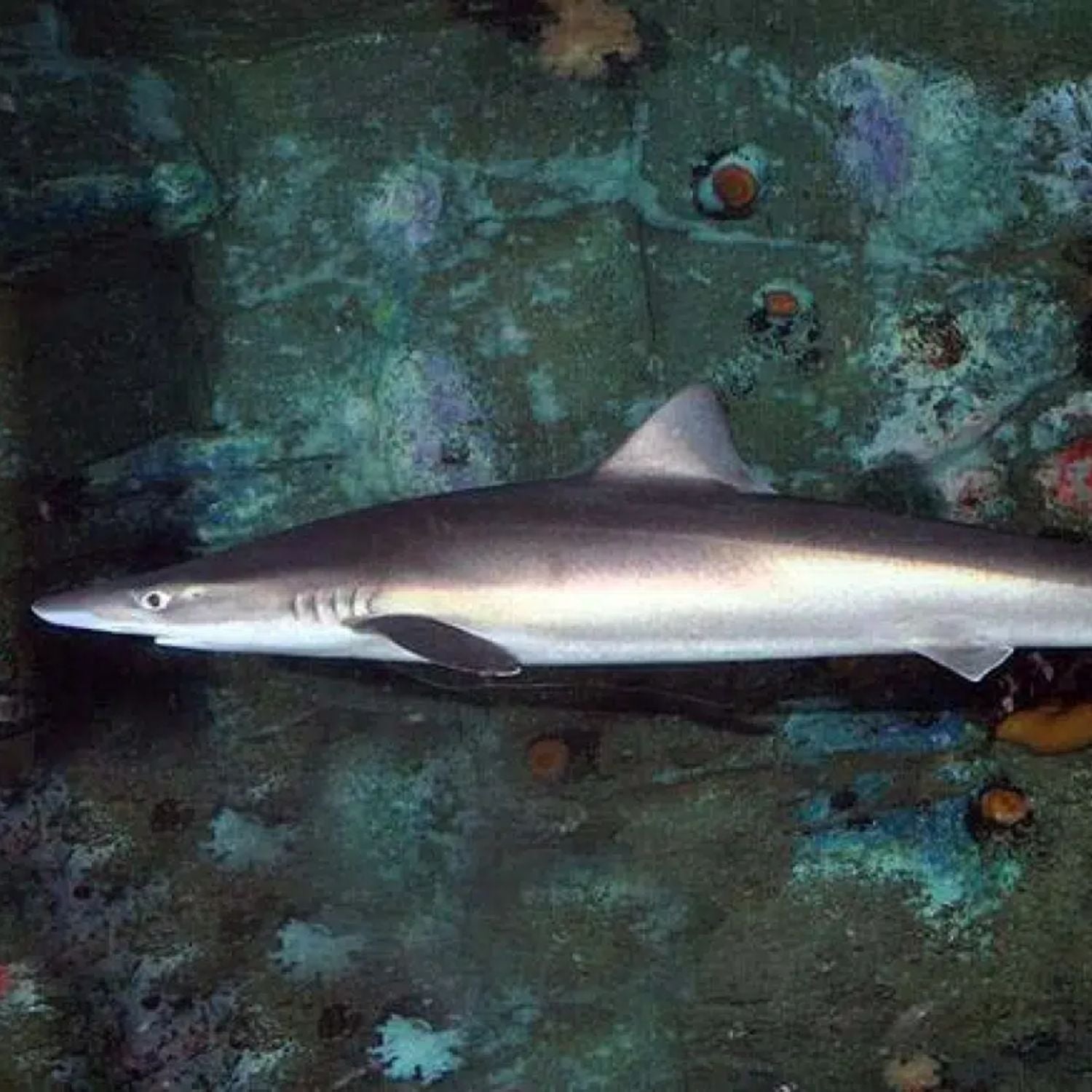 Ocean Catch Australian School Shark Portions Boneless Skinless (280g)