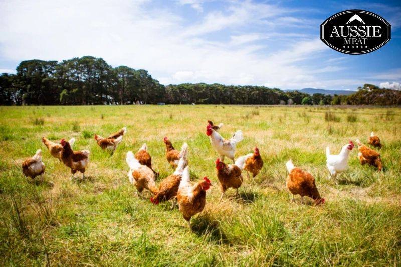 EU Hormone Free Chicken Drumettes | Aussie Meat | eat4charityHK | Meat Delivery | Seafood Delivery | Wine & Beer Delivery | BBQ Grills | Lotus Grills | Weber Grills | Outdoor Furnishing | VIPoints