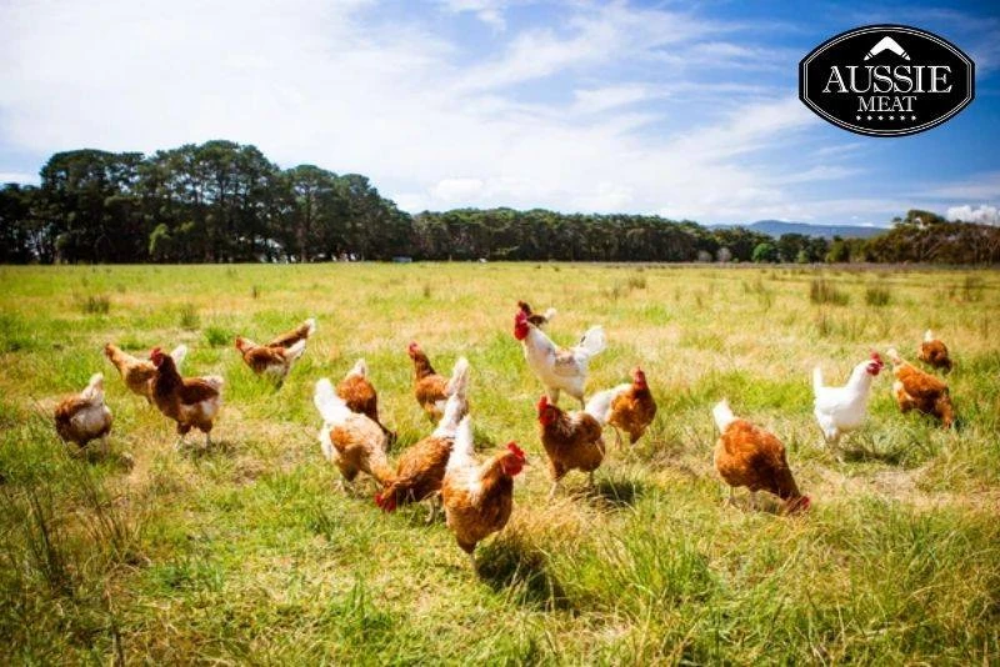 Hormone Free Chicken Mid-Wings | Aussie Meat | Meat Delivery | Kindness Matters | eat4charityHK | Wine & Beer Delivery | BBQ Grills | Weber Grills | Lotus Grills | Outdoor Patio Furnishing | Seafood Delivery | Butcher | VIPoints | Patio Heaters | Mist Fans |